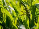 Odżywka do roślin NutriSpeed dla sytuacji stresowych od Agrovation