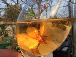 Tokaji bor