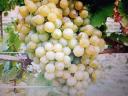 The grape harvest in Mád can be pre-registered