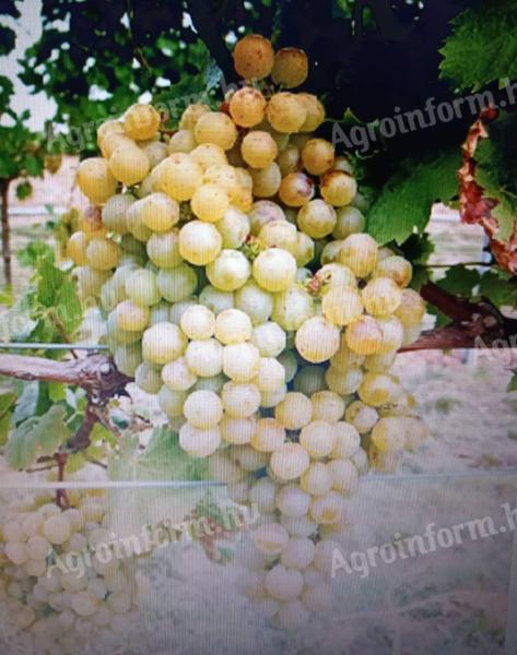 In Mádo kann die Weinlese vorab angemeldet werden