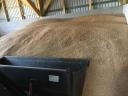 Feed Triticale, combine clean, chemical free for sale