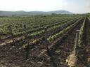 Vineyard for sale