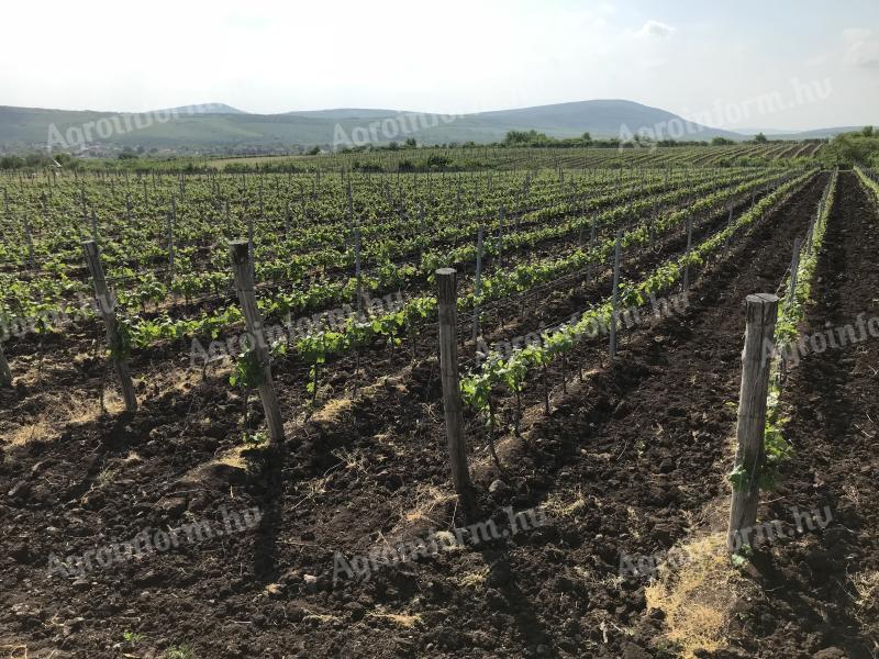 Vineyard for sale