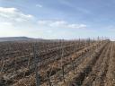 Vineyard for sale