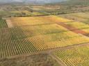 Vineyard for sale