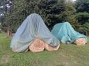 Hay bales for sale