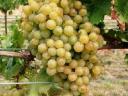 Vino grožđe furmint-limeta može se rezervirati u Mádu