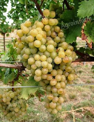 Vinsko grozdje Furmint-Lime je mogoče naročiti v Mád