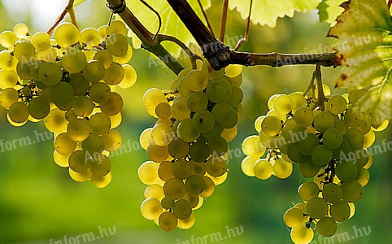 Furmint a limetkové hrozny na prodej v Mádonu