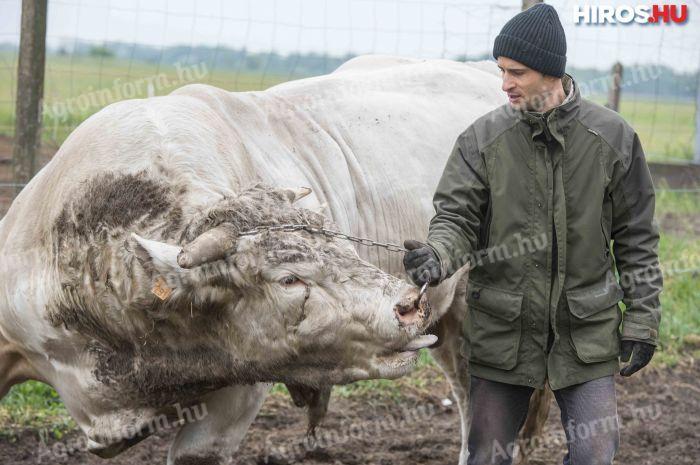 Căutăm un îngrijitor de animale pentru o fermă de bovine în județul Csongrád pentru angajare imediată