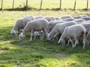 Blanc du Massif Central (BMC) Trockenfleisch zu verkaufen