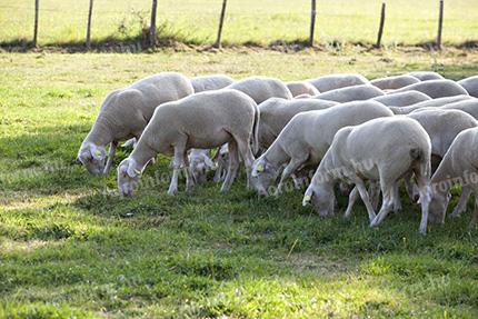 Blanc du Massif Central (BMC) Trockenfleisch zu verkaufen