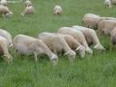 Blanc du Massif Central (BMC) Trockenfleisch zu verkaufen