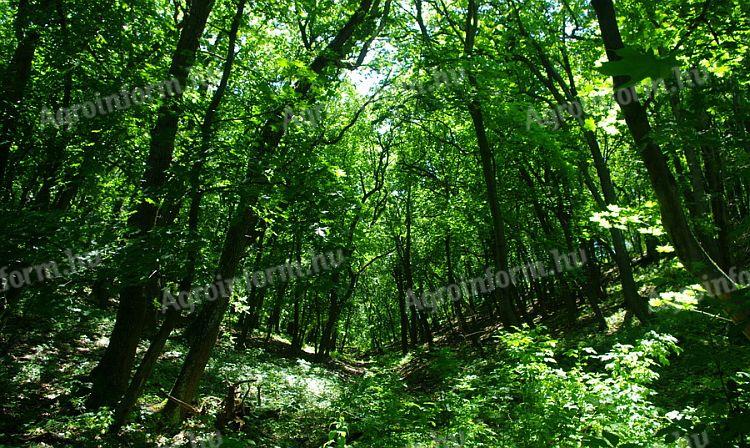 Vegyes faállományú erdő eladó illetve cserélhető