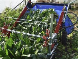 Baby leaf levélzöldség és aromanövény betakarító gép