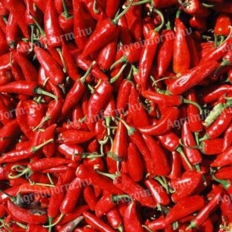 Paprika seeds Szegedi 80