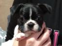 Boston terrier kiskutyák tenyésztőtől eladók