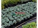 Ornamental nursery products - from the producer