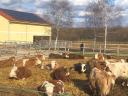 De vânzare gunoi de grajd maturat pentru bovine