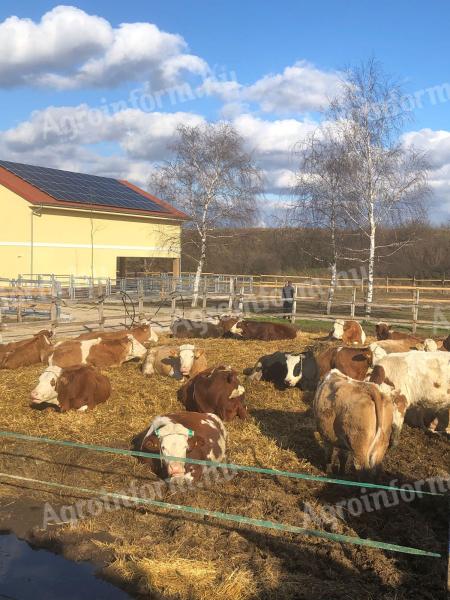 Mature beef manure for sale