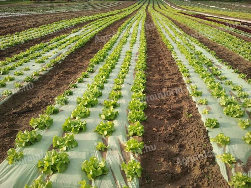 Perforirana zemlja za gojenje buč, paprik, rumenih in grških melon, solate, čebule