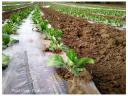 Perforated soil for the cultivation of pumpkins, batatas, peppers, yellow and Greek melons, lettuce, onions