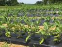 Perforated soil for the cultivation of pumpkins, batatas, peppers, yellow and Greek melons, lettuce, onions