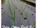 Perforated soil for the cultivation of pumpkins, batatas, peppers, yellow and Greek melons, lettuce, onions