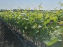 Grapevines for sale