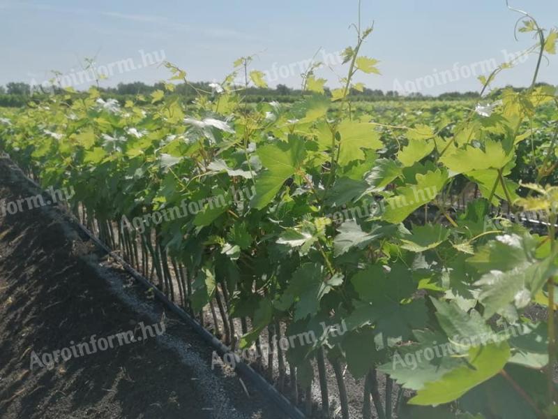 Grapevines for sale