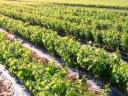 Grapevines for sale