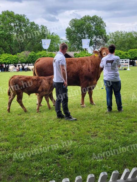 Eladó tenyészbikák az ország legöregebb Limousin törzstenyészetéből