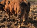 Eladó tenyészbikák az ország legöregebb Limousin törzstenyészetéből