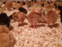 Dostupni su jednodnevni pilići, jednodnevni pijetlovi, jednodnevni pilići i već uzgojene kokoši