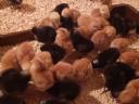 Day-old chicks, day-old cocks, day-old chicks, pre-bred jerries available