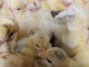 Day-old chicks, day-old cocks, day-old chicks, pre-bred jerries available
