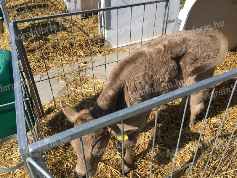 Cielęta jałówki rasy Charolais-excellence