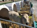 Telata plemene Charolais-excellence