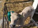 Charolais-excellence heifer calves