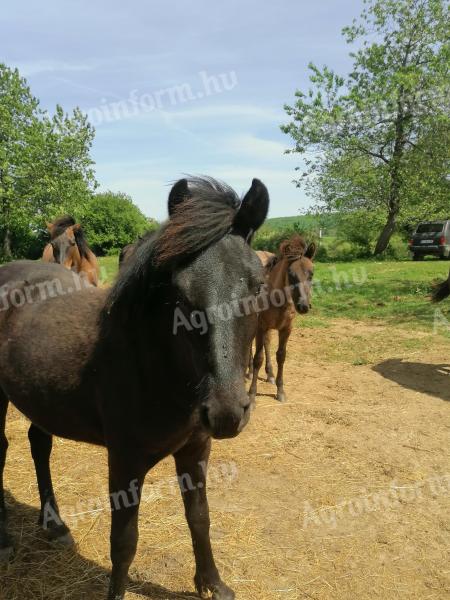 Yearling Huckle foals for sale.
