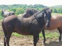 Yearling Huckle foals for sale.