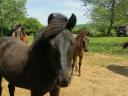 Yearling Huckle foals for sale.