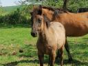 Yearling Huckle foals for sale.