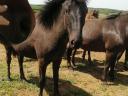 Yearling Huckle foals for sale.