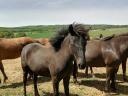 Yearling Huckle mânji Huckle de vânzare.