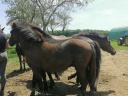 Yearling Huckle foals for sale.