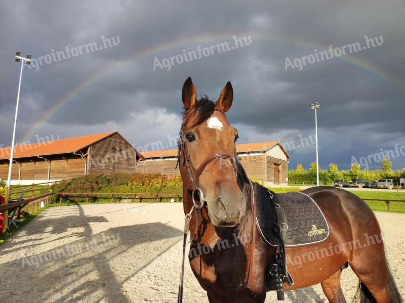 Rider on horseback, animal carer job