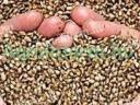 Mješavina sjemena gorušice-ulja-rotkvice za zelenu gnojidbu može se naručiti! Metalno kućište, odličan omjer cijene i vrijednosti