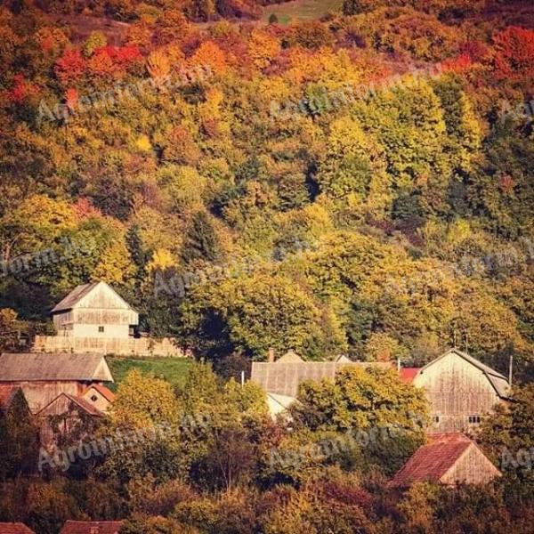 23-Stunden-Wald zum Verkauf in Siebenbürgen