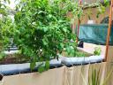 Aquaponic micro vegetable production system for sale